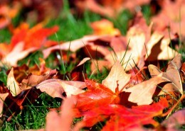 唯美秋天落叶风景图片