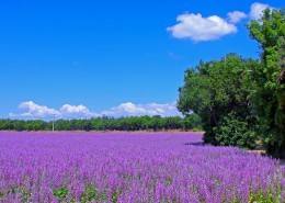 紫色薰衣草风景图片