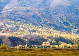 新疆禾木白桦林风景图片