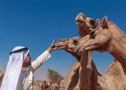 阿拉伯男人和骆驼与城市景观图片