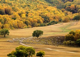 河北坝上草原风景图片