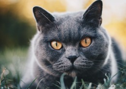 俄罗斯蓝猫图片