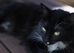 黑色的猫图片
