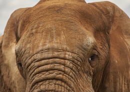 世界上最大的哺乳动物大象图片