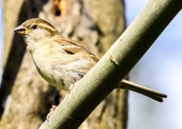 小巧玲珑的麻雀图片