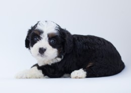 长毛小奶狗图片