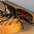 力量惊人的犀牛甲虫图片大全