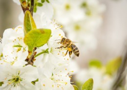 正在采花蜜的蜜蜂图片