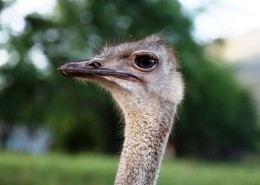 鸵鸟头部高清图片