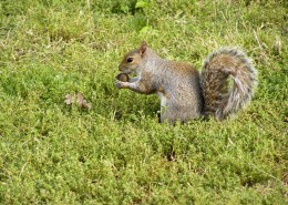 惹人喜爱的灰色小松鼠图片