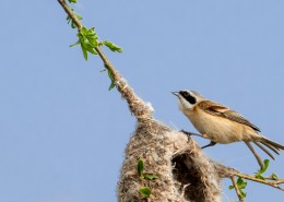 中华攀雀鸟类图片大全