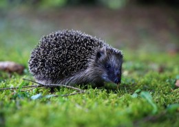 可爱的小刺猬图片