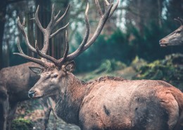 健壮的野生鹿图片