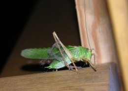 一只绿色的蚱蜢图片