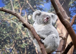 树上的考拉图片