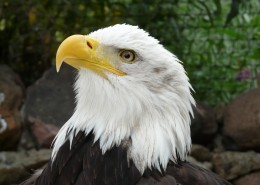 美国国鸟白头海雕头部图片大全