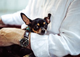 呆萌的宠物狗的图片