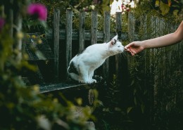 乖巧可爱的猫咪图片