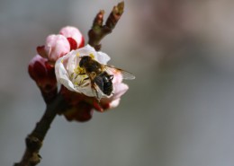 采蜜的小蜜蜂图片大全