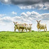 草地上的绵羊图片