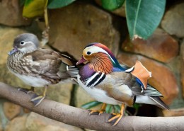 惹人喜爱的鸳鸯图片