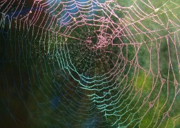 蜘蛛网高清图片