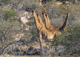 草原上野生的长颈鹿图片大全