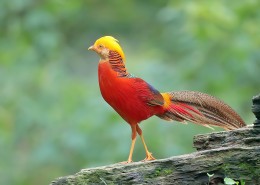 光彩夺目的红腹锦鸡图片
