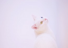 纯白的猫咪图片