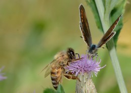 采蜜的小蜜蜂图片