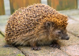 可爱娇小的刺猬图片