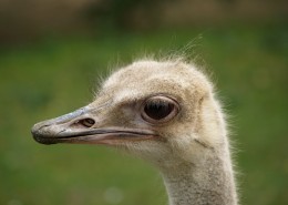 鸵鸟头部高清图片