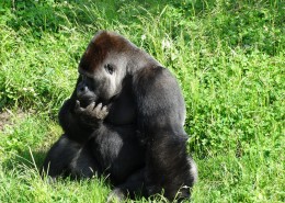 体型庞大的大猩猩图片