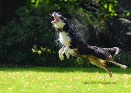 活泼可爱的牧羊犬图片大全