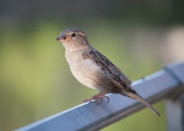 一只可爱的麻雀图片