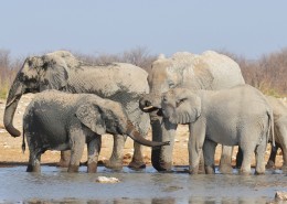 成群结队的大象图片