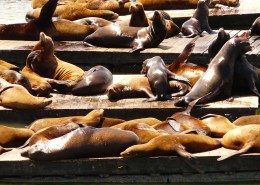 一群慵懒的海狮图片