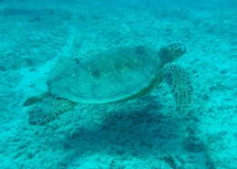 长寿的海龟图片