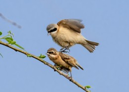 中华攀雀鸟类图片