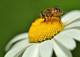 采蜜的小蜜蜂图片大全