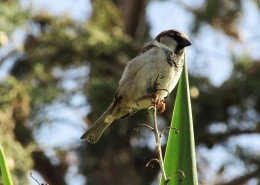 一只娇小的麻雀图片