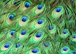 光鲜的孔雀羽毛图片