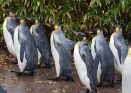 萌萌的企鹅图片