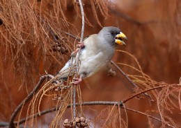 黑尾蜡嘴雀图片