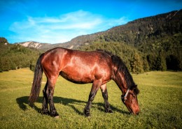 棕色的骏马图片大全
