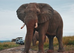 有象牙的大象图片