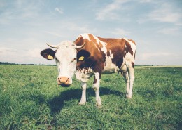 好看的奶牛图片