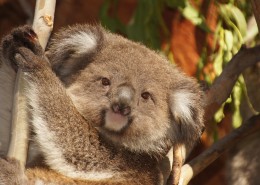 可爱的考拉图片