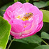 花朵上的小蜜蜂图片