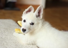 纯白的小狗图片